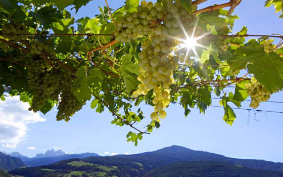 Südtiroler Weinseminar
